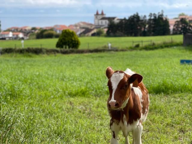 Quinta Do Avo Dimas - Rural Home - Sao Bras Porto Formoso 외부 사진